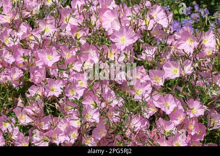 Nahaufnahme von Pink Evening Primrose (Oenothera speciosa) oder Pink Ladies blühend im Frühling. Stockfoto