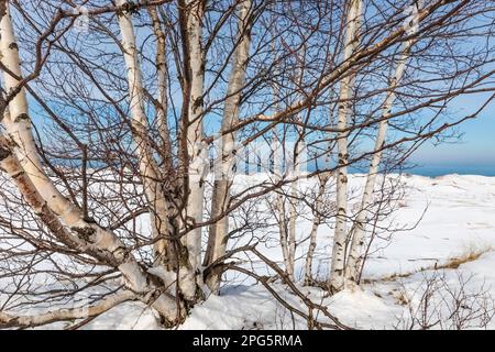 Blick auf den Lake Superior mit Papierbirken entlang der M-28 zwischen Munising und Marquette auf der Oberen Halbinsel, Michigan, USA Stockfoto