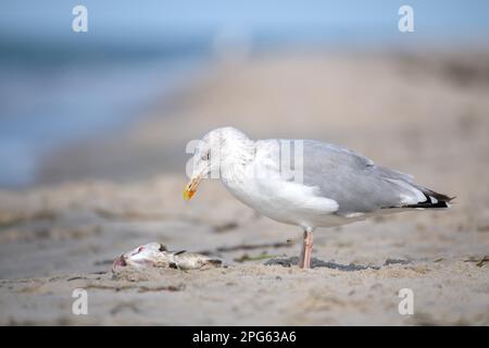 Europäische Heringsmaulmöwe (Larus argentatus), Fütterung von toten Fischen am Ostseestrand, Nationalpark Vorpommersche Boddenlandschaft Stockfoto