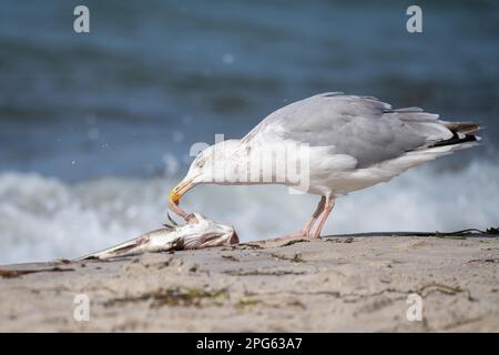 Europäische Heringsmaulmöwe (Larus argentatus), Fütterung von toten Fischen am Ostseestrand, Nationalpark Vorpommersche Boddenlandschaft Stockfoto