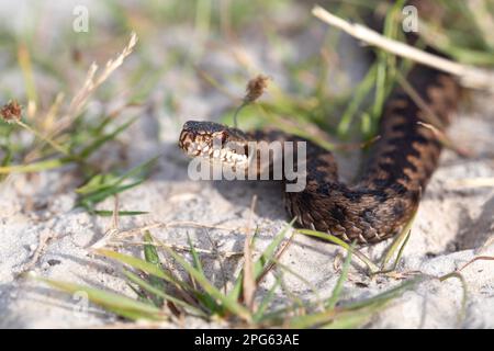 Gemeine europäische Viper (Vipera berus), auf grasbedecktem Sandgebiet, Bourtanger Moor-Bargerveen International Nature Park, Niederlande Stockfoto