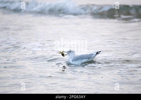 Europäische Heringsmull (Larus argentatus), mit Krabben im Schnabel in der Ostsee schwimmen, Nationalpark Vorpommersche Boddenlandschaft Stockfoto