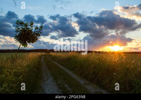 Abendlandschaft Meadow Sunset in den Harz Mountains Stockfoto