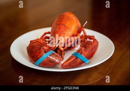 Gedünsteter New England Hauptlobster auf einem Teller Stockfoto