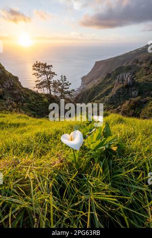 White zantedeschia, Calla, Abendstimmung, Begrüßungslandschaft an Klippen, Meer und Küste, Aussichtspunkt Miradouro da Raposeira, Madeira, Portugal Stockfoto