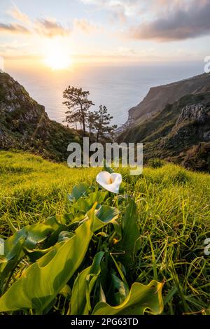 White zantedeschia, Calla, Abendstimmung, Begrüßungslandschaft an Klippen, Meer und Küste, Aussichtspunkt Miradouro da Raposeira, Madeira, Portugal Stockfoto