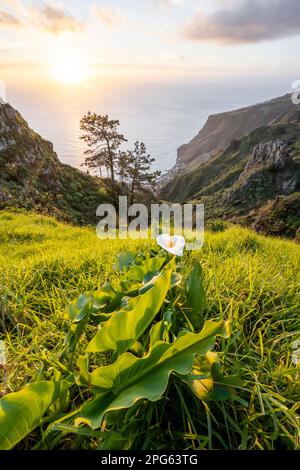 White zantedeschia, Calla, Abendstimmung, Begrüßungslandschaft an Klippen, Meer und Küste, Aussichtspunkt Miradouro da Raposeira, Madeira, Portugal Stockfoto