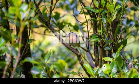 Madeiranischer Schaffinch (Fringilla coelebs maderensis), Sitz in Branch, Rabacal, Madeira, Portugal Stockfoto