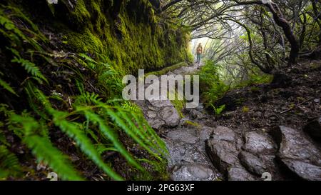 Wanderer, Mystischer Wald mit Nebel, Vereda Francisco Achadinha Wanderweg, Rabacal, Madeira, Portugal Stockfoto