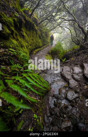 Wanderer, Mystischer Wald mit Nebel, Vereda Francisco Achadinha Wanderweg, Rabacal, Madeira, Portugal Stockfoto