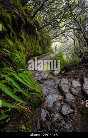 Wanderer, Mystischer Wald mit Nebel, Vereda Francisco Achadinha Wanderweg, Rabacal, Madeira, Portugal Stockfoto