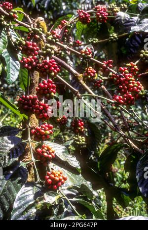 Früchte der Kaffeepflanze (Coffee arabica) in Madikeri, Coorg, Karnataka, Südindien, Indien, Asien Stockfoto