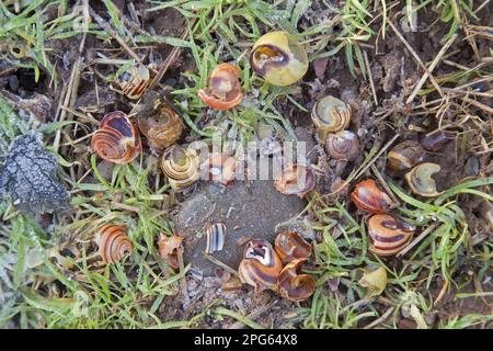 Song Soor (Turdus philomelos) „Anvil“ mit Überresten von Schneckenmuscheln, am Feldrand, Berwickshire, Schottland, Vereinigtes Königreich Stockfoto