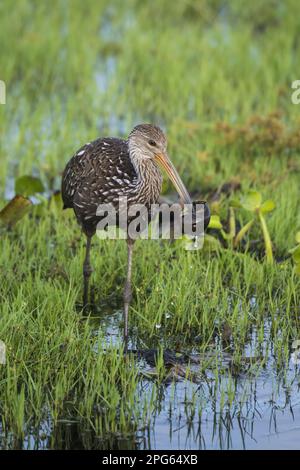 Limpkin (Aeamus guarauna), Erwachsener, mit Applesagel (Ampullariidae sp.) Beute im Schnabel, Fütterung im flachen Wasser, Florida (U.) S.A. Stockfoto