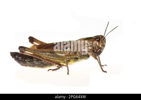 Grüner Grashüpfer (Omocestus viridulus), variegierter Grashüpfer, Grashüpfer, Grashüpfer, andere Tiere, Insekten, Tiere, Feld Stockfoto