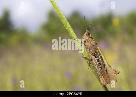 Grüner Grasshopper (Omocestus viridulus), Erwachsener, ruhend auf Stamm, Leicestershire, England, Vereinigtes Königreich Stockfoto