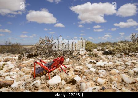 Gemeiner Milchkraut-Grasshopper (Phymateus morbillosus), Erwachsener, auf Quarzfeld in Wüstenlebensraum, Little Karoo, Südafrika Stockfoto