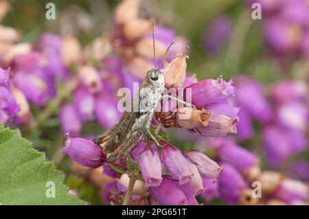 Gefleckter Clubwurm, melierte Heuschrecken (Myrmeleotettix maculatus), andere Tiere, Insekten, Tiere, Grashüpfer, Gesprenkelter Heuschrecken, Erwachsener Stockfoto