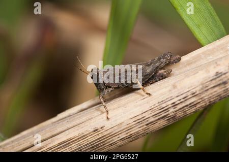Schlanker Bodentrichter (Tetrix subulata), Tetrigidae, andere Tiere, Insekten, Tiere, Schlanker Groundhopper, Erwachsener, ruht auf dem Stiel, Crossness Nature Stockfoto