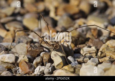 Harvestman (Mitopus Morio), Erwachsener, Spaziergang entlang eines Schotterwegs, RSPB Rainham Marshes, Essex, England, Großbritannien Stockfoto