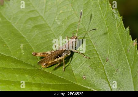 Roter Clubwurm, rufous-Heuschrecken (Gomphocerippus rufus) andere Tiere, Insekten, Tiere, Feldgreifer, Rufus-Heuschrecke, männlicher Erwachsener, ruhend Stockfoto