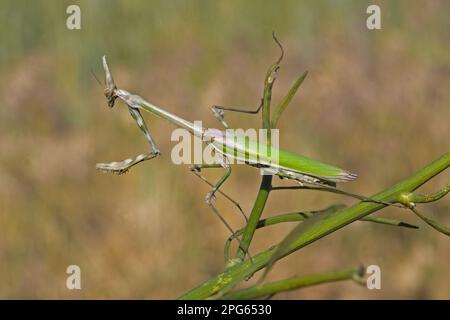 Conehead Mantises (Empusa pennata), Tiere, andere Tiere, Insekten, Mantis, Conehead Mantis, weiblich, auf dem Stamm, Spanien Stockfoto