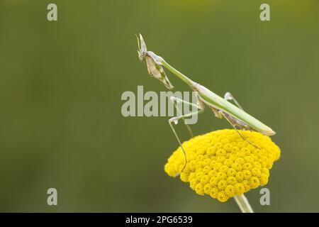 Conehead Mantis (Empusa pennata), weiblich, mit Blumenkopf, in der Nähe von Melnik, Pirin Mountains, Provinz Blagoevgrad, Bulgarien Stockfoto