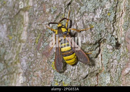 Aegeria apiformis, pennisetia hylaeiformis (Sphinx apiformis), Bienenglas, andere Tiere, Insekten, Schmetterlinge Stockfoto