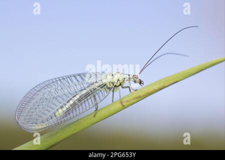 Green Lacewing (Chrysopa perla), Erwachsener, auf Blatt ruhend, Leicestershire, England, Großbritannien Stockfoto