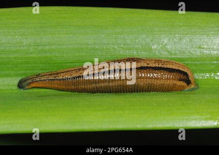 Adulte Tigerleche (Haemadipsa picta), die sich von menschlichem Blut im primären Regenwald, Danum Valley, Sabah, Borneo, Malaysia ernähren Stockfoto