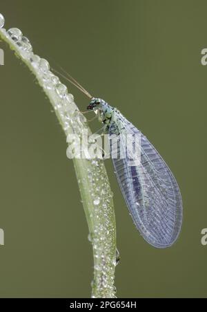 Green Lacewing (Chrysopa perla), Erwachsener, mit Morgentau bedeckt, auf Gras ruhend, Leicestershire, England, Großbritannien Stockfoto