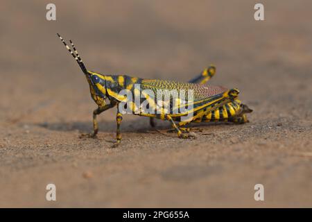 Grashüpfer, andere Tiere, Insekten, Tiere, Grashüpfer, Bemalter Grashüpfer (Poekilocerus pictus), Erwachsener, auf dem Boden stehend, Keolade Stockfoto