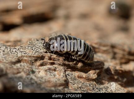 Common pill Millipede (Glomeris marginata) adult, Walking on Rinde, Norfolk, England, Vereinigtes Königreich Stockfoto