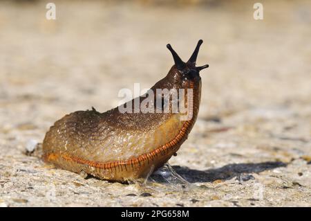 Red Slug (Arion rufus), Erwachsener, Hebekopf beim Überqueren von Betonstraßen, Crossness Nature Reserve, Bexley, Kent, England, Vereinigtes Königreich Stockfoto