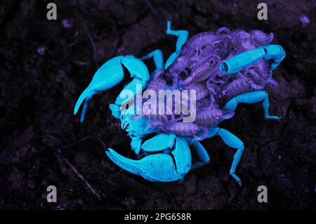 Italienischer Skorpion, andere Tiere, Spinnen, Arachniden, Tiere, Skorpione, italienischer Skorpion (Euscorpius italicus), Erwachsene Frau mit Neugeborenen auf Stockfoto