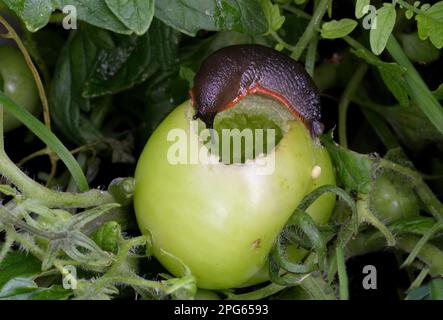 Red Slug (Arion ater rufus), Erwachsene, Fütterung von Tomatenfrüchten, Norfolk, England, Vereinigtes Königreich Stockfoto