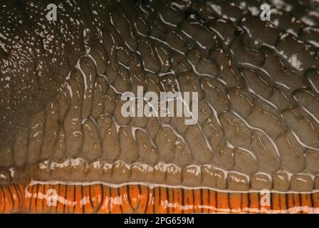 Rote Schnecke (Arion ater rufus) orange, Nahaufnahme der Haut, England, Vereinigtes Königreich Stockfoto