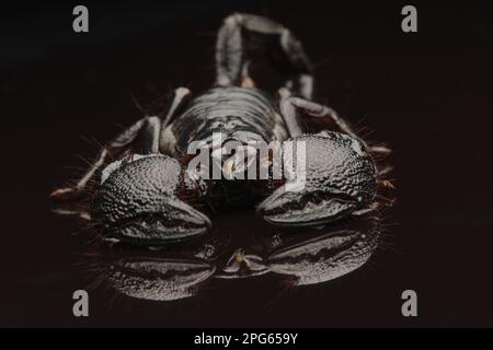 Kaiserskorpion, Kaiserskorpion (Pandinus Imperator), andere Tiere, Spinnen, Arachniden, Tiere, Skorpione, Kaiser Skorpion Erwachsener, auf Schwarz Stockfoto