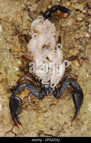 Italienischer Skorpion, andere Tiere, Spinnen, Arachniden, Tiere, Skorpione, italienischer Skorpion (Euscorpius italicus), Erwachsene Frau mit Neugeborenen auf Stockfoto