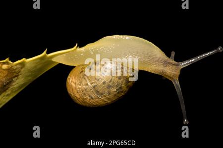 Gartenschnecke (Helix aspersa) unreif, klebt an der Unterseite des Blattes an der Schwanzspitze, im Garten, Belvedere, Bexley, Kent, England, Vereinigtes Königreich Stockfoto