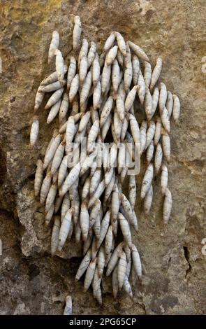 Andere Tiere, Schnecken, Tiere, Weichtiere, kretische Türschnecke (Albinaria inflata), anregend auf Felsen, Imbros Gorge, Westkreta, Griechenland Stockfoto