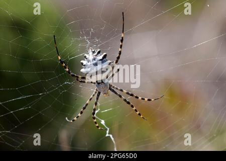 Andere Tiere, Spinnen, Arachniden, Tiere, Radspinnen, Lobed Argiope (Argiope lobata), weiblich, im Internet, Algarve, Portugal Stockfoto