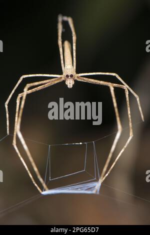 Netzgießspinne, Netzgießspinne, andere Tiere, Spinnen, Arachniden, Tiere, Netzgießspinne (Deinopis sp.) Erwachsener, Jagd mit Netz Stockfoto