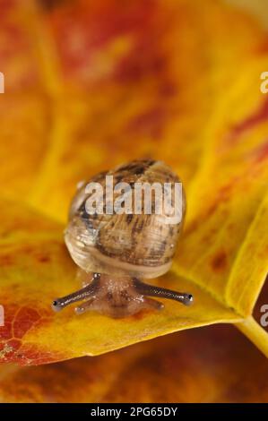 Gartenschnecke (Helix aspersa) Baby, auf Herbstlaub im Garten, Belvedere, Bexley, Kent, England, Vereinigtes Königreich Stockfoto