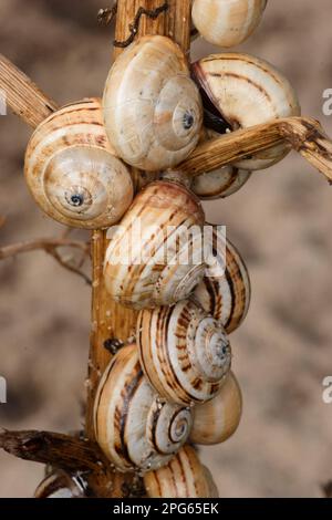 Mediterrane Sandschnecke, Dünenschnecke, mediterrane Küstenschnecke (Theba pisana), Dünenschnecke, andere Tiere, Schnecken, Tiere, Muscheln, Sandhill Stockfoto