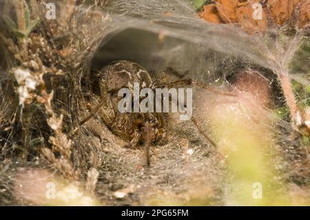 Spinne des Labyrinths (Agelena labyrinthica), Erwachsene Frau, am Eingang zum trichterförmigen Rückzugsort im Netz, Thursley Common National Nature Stockfoto