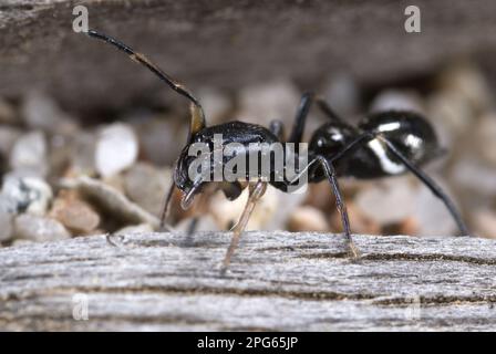 Ameisenartige Spinnenspinnen (Leptorchestes mutilloides), weiblich, forschend auf Baumstamm in der Nähe des Strandes, Rondinara Beach, Korsika, Frankreich Stockfoto