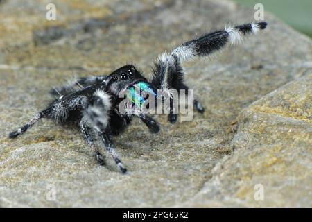 Regal Jumping Spider (Phidippus regius), männlich, erwachsen, signalisiert weibliche Bereitschaft zur Paarung (U.) S.A. Stockfoto