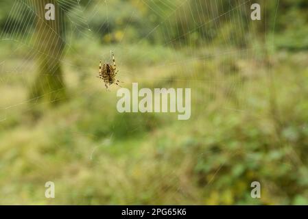 Garden Orb Spider (Araneus diadematus), weiblich, im Internet, im Wald, Nagshead RSPB Reserve, Forest of Dean, Gloucestershire, England, Vereint Stockfoto