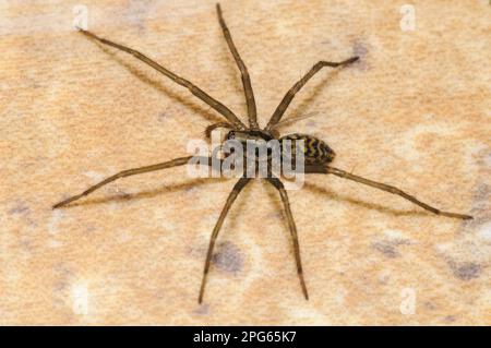 Dustbunny Spider (Tegenaria atrica), Erwachsene Frau, im Prozess des Nachwuchses des rechten hinteren Beins, auf Fliesenboden im Haus, Thirsk, North Yorkshire, England Stockfoto